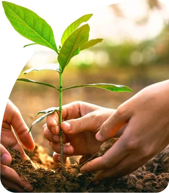 A Step for Nature: We Gift Saplings in Your Name